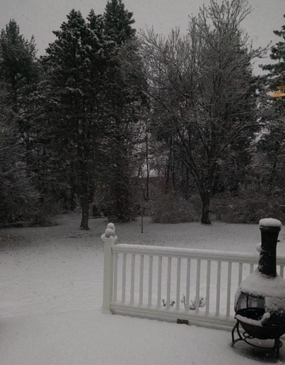 Picture of a snowed backyard with a forest and fence